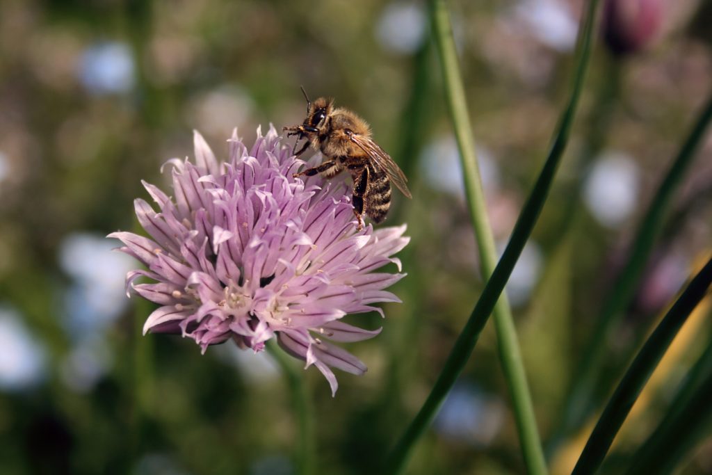 image ciboulette et abeille