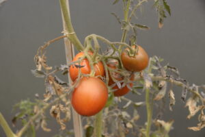 tomates sur pied en fin de vie